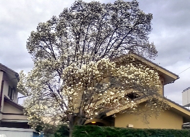 木蓮の白い花3分咲き