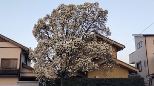 木蓮の白い花5分咲き