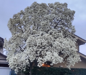 木蓮の白い花満開
