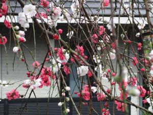 2010/03/31撮影・「源平しだれ桃の木」一本の木で花が咲き分けている